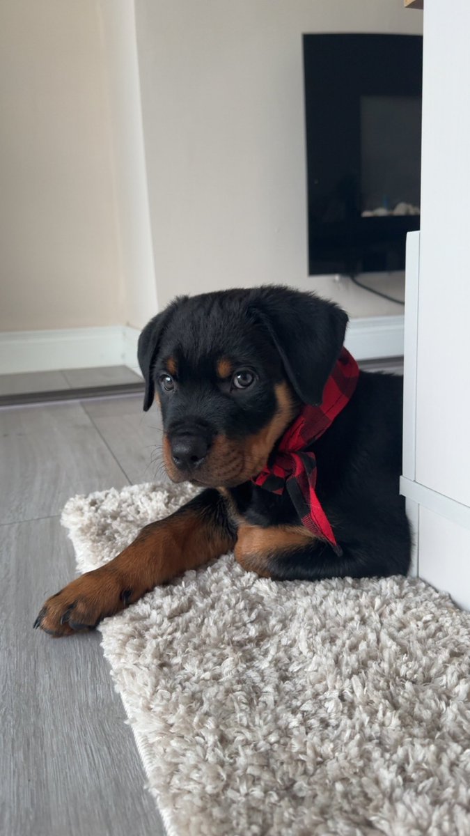 Don’t let the cuteness fool you, he’s a menace