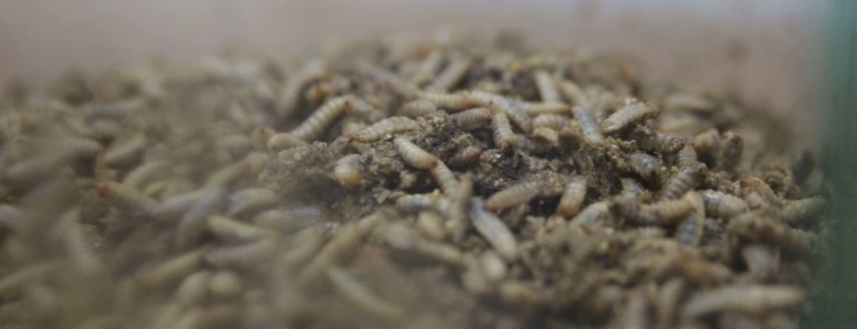 👨‍🔬 En 20 días, las larvas de la mosca soldado negra transformarán el purín en fertilizantes agrícolas. Ciencia que transforma el campo. #Innovación  #Sostenibilidad #Bioeconomía