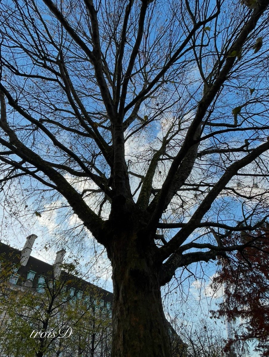 dianne0805's tweet photo. Thick Trunk Tuesday…🌳
Happy Tuesday, everyone.🙋♀️
As we look toward winter, let us not forget what a beautiful season this one has been. 🍂
#HappyTuesday #December #WinterIsComing.
#ThickTrunkTuesday #JubileeGardens #Leafless https://t.co/7P9r0yKOwU