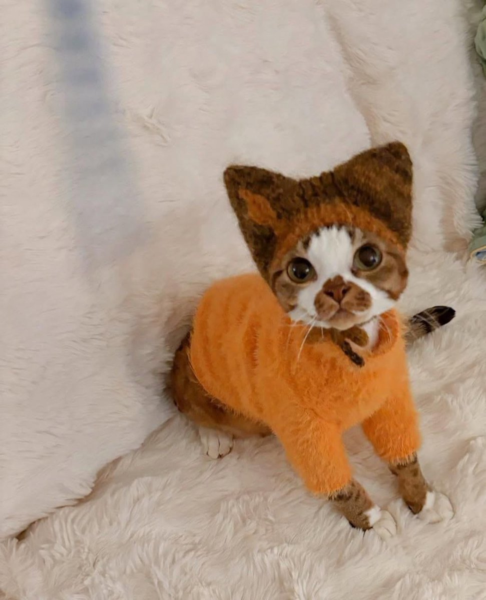 ShouldHaveCat's tweet photo. this little guy is really happy with his hat https://t.co/NTXG2NWCGR