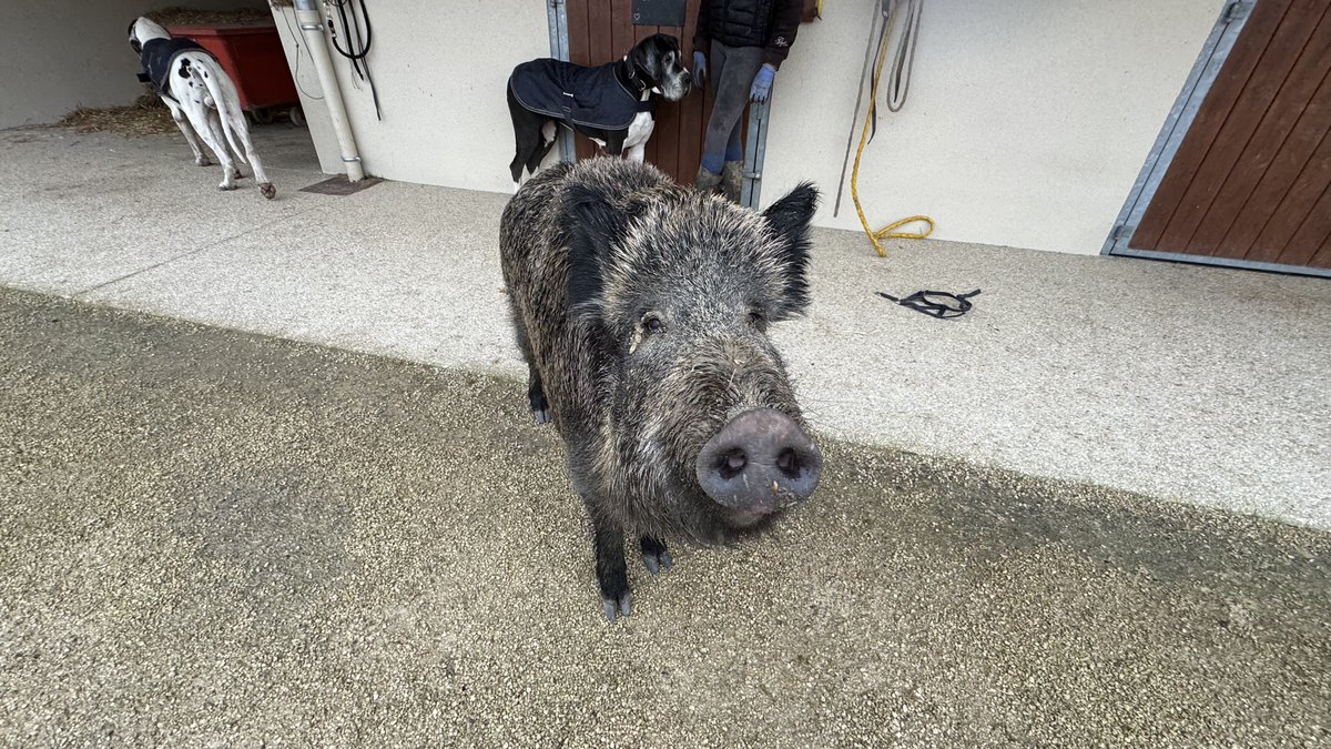 Stan_Vignon's tweet image. #CPVA Laurianne a sauvé un sanglier en détresse qui est devenu son animal de compagnie, malheureusement les pouvoirs publics la menacent de venir le lui prendre ! Elle a peur que le sanglier soit euthanasié, on essaye de l'aider ce matin sur @RTLFrance et @M6 @courbet_julien
