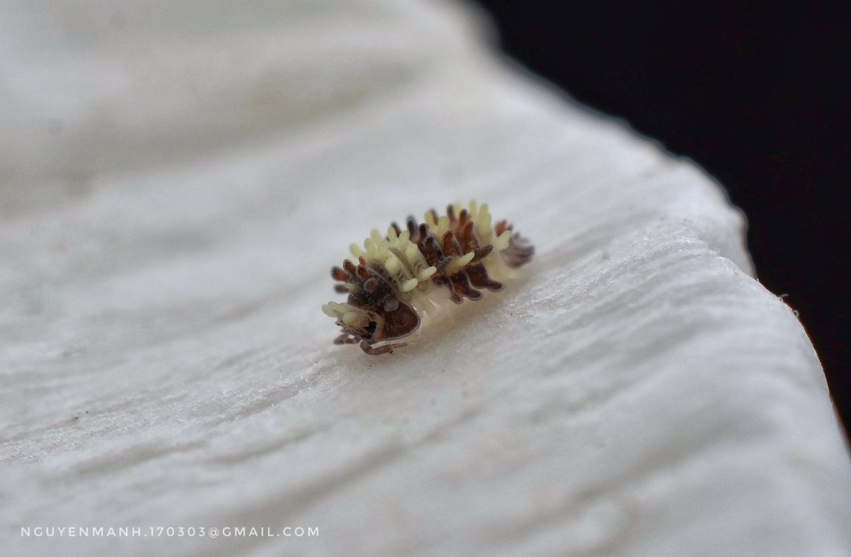 MnhNguynv5's tweet image. Amazing new species from Vietnam
I just discovered a crazy isopod