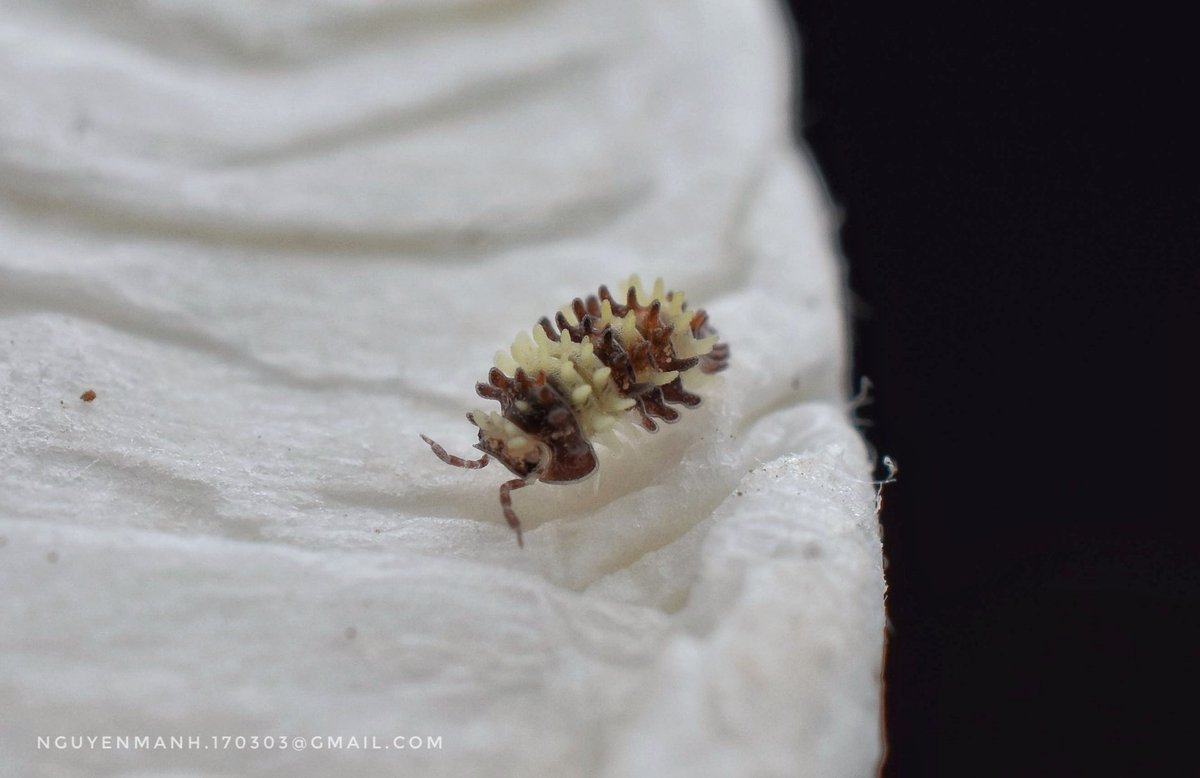 MnhNguynv5's tweet image. Amazing new species from Vietnam
I just discovered a crazy isopod