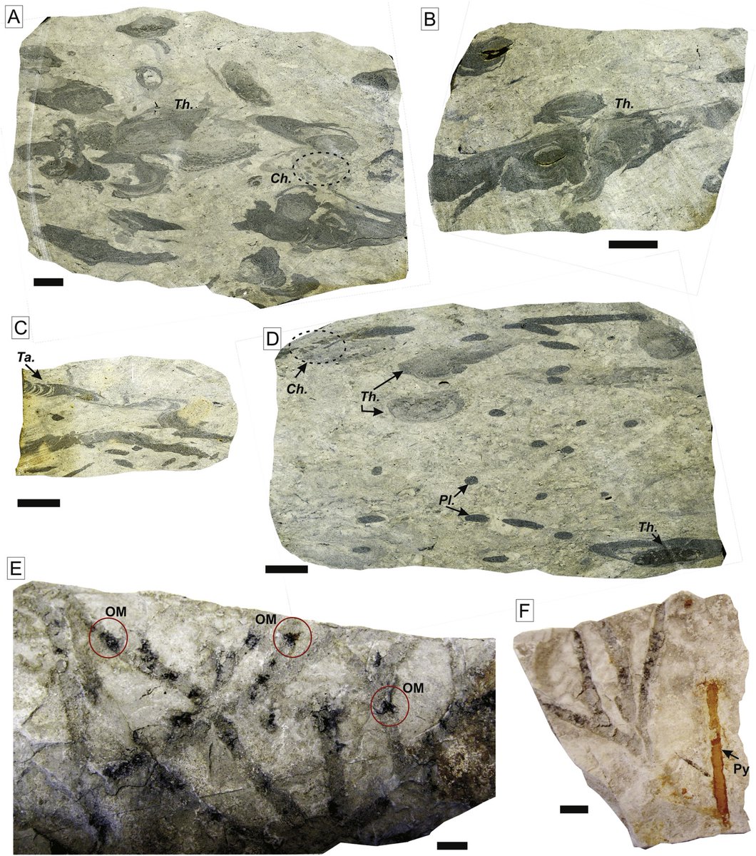 ¿Sabías que las trazas fósiles, esas galerías dejadas por organismos en el pasado, pueden revelar mucho más que el modo de vida de quien la hizo? 

Aquí te cuento como surgen condiciones ambientales únicas en esas trazas, mundos en miniatura 👇