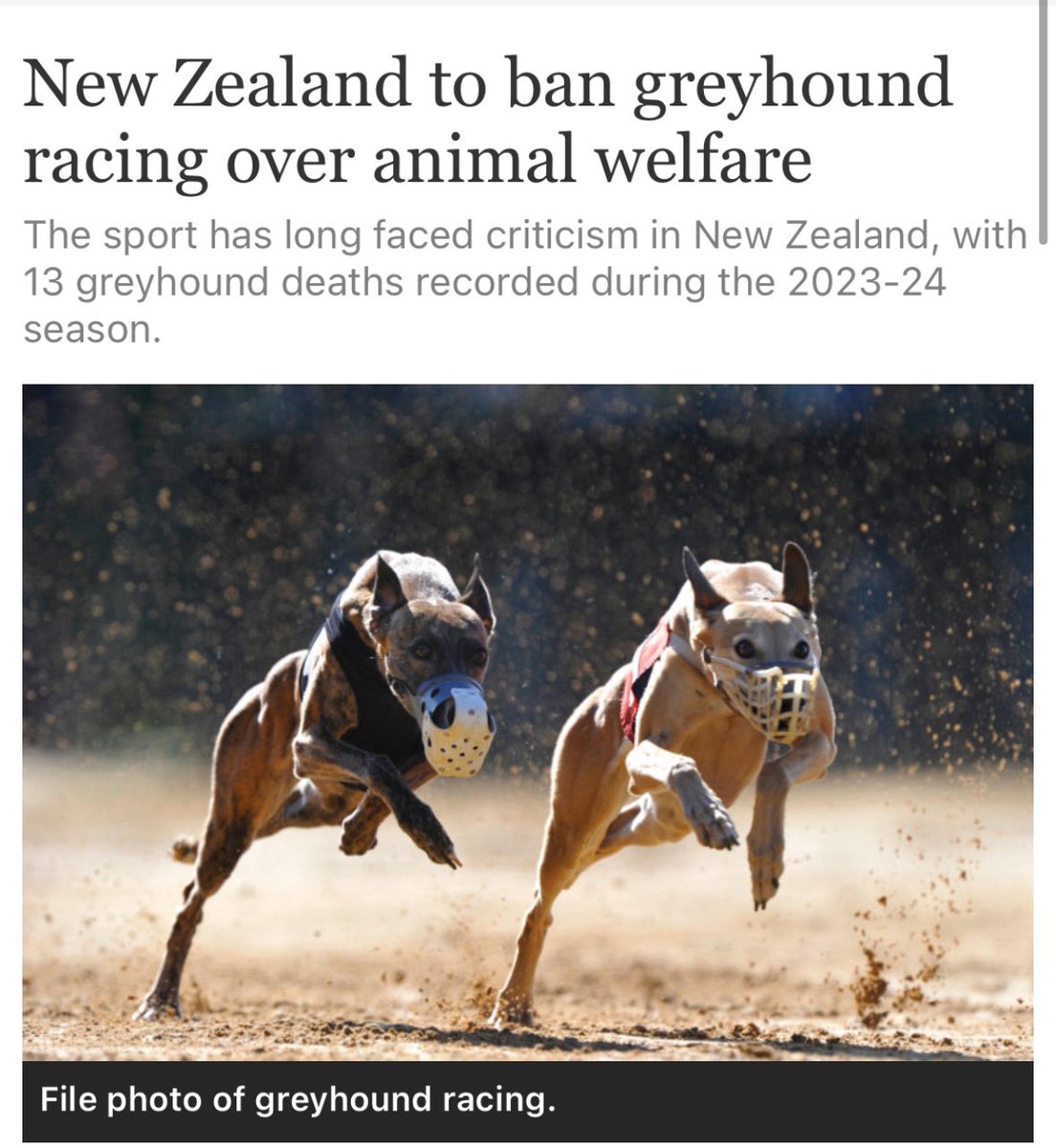 New Zealand bans greyhound racing after 13 dogs are killed in the past year.

In Ireland 96 dogs were killed last year and the “industry” is entirely dependant on state funding to function with minuscule attendances.

How is this still happening here?
