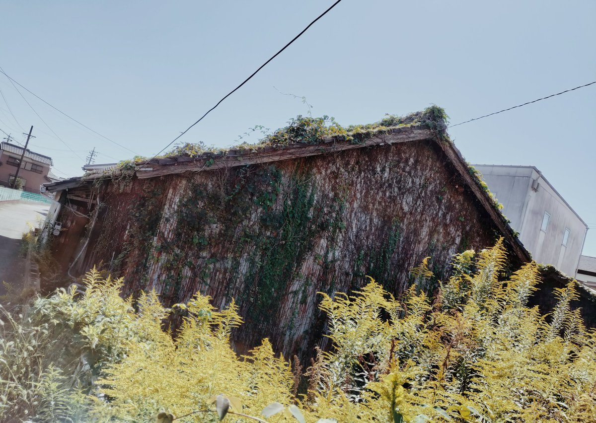 #トタンの美
#蔦蔦蔦が生え （ていたらしい）