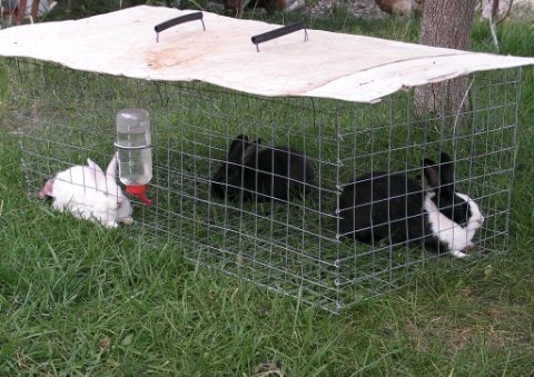 AgriHopper's tweet image. Rabbits as mobile lawn mowers? Let them graze in controlled areas to trim grass naturally while fertilizing the land. It’s low-cost, sustainable, and keeps your rabbits happy and well-fed. Farming meets landscaping! 🌾🐇 #NaturalSolutions