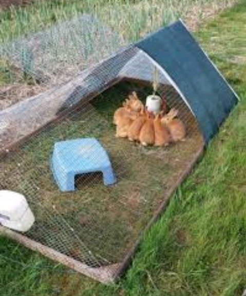 AgriHopper's tweet image. Rabbits as mobile lawn mowers? Let them graze in controlled areas to trim grass naturally while fertilizing the land. It’s low-cost, sustainable, and keeps your rabbits happy and well-fed. Farming meets landscaping! 🌾🐇 #NaturalSolutions