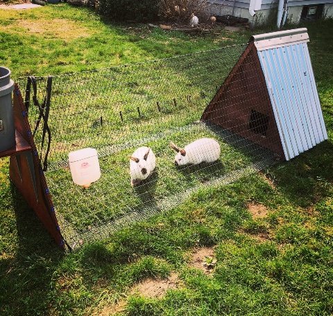 AgriHopper's tweet image. Rabbits as mobile lawn mowers? Let them graze in controlled areas to trim grass naturally while fertilizing the land. It’s low-cost, sustainable, and keeps your rabbits happy and well-fed. Farming meets landscaping! 🌾🐇 #NaturalSolutions