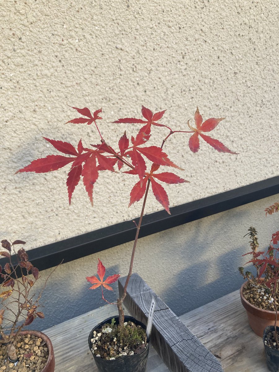 hy67390397's tweet photo. オオモミジ https://t.co/Sq3NGaTFPW