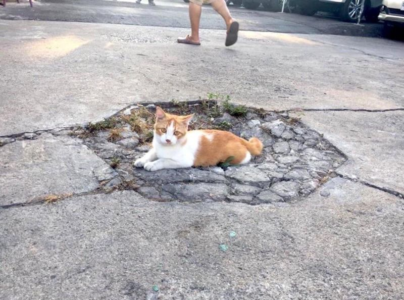 5 basic principles of science that you know.
Explained using photos of cats.

1. Correlation is not causation.

Just because the cat is sitting in the hole doesn’t mean it caused the incident. In science, we must separate coincidence from causality.