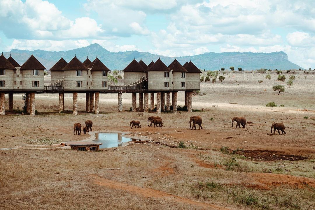 char_muia's tweet photo. Salt Lick Lodge..... https://t.co/Y8CreuFNNY