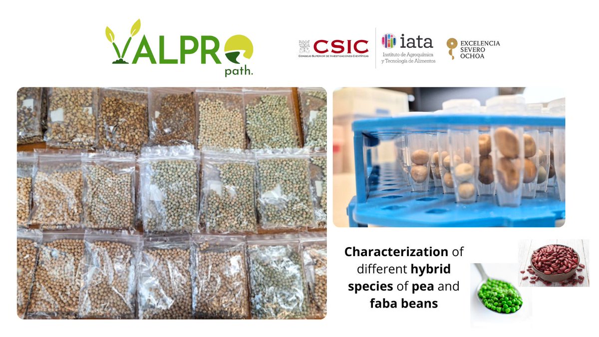 In the frame of <a href="/VALPRO_Path/">VALPRO Path</a> we characterize different hybrid species of #pea and #faba #benas grown under different conditions.

👉More info: biofun.csic.es/portfolio/valp…

<a href="/HorizonEU/">Horizon Europe 🇪🇺</a>
<a href="/iata_csic/">IATA CSIC</a>