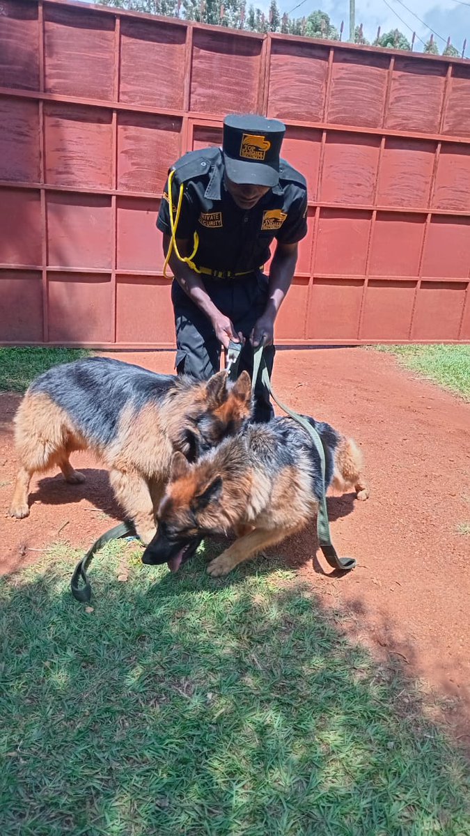 TopFlight_Sec's tweet photo. Get K9 services from Top Flight Security.
Our highly trained dogs comes with a professional dog handler to man your property.
Contact Us:0742457956/0782000175
#topflightsecurity #dogsecurity https://t.co/cWZFEHQ27O