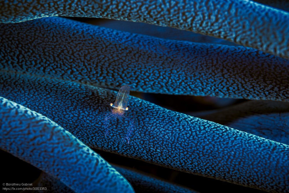 1x_com's tweet photo. 'Little anemon shrimp' with a point measuring no more than one centimeter on a rare anemone located at almost 40 meters deep by Barathieu Gabriel.
https://t.co/H8BsBcE5A6 #underwaterphotography #anemon #shrimp #animals https://t.co/N23pG9dLAk