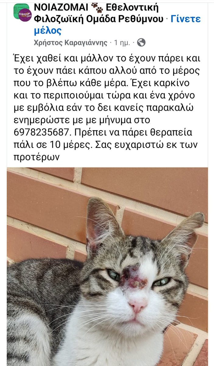 🆘️🆘️🆘️
Ρεθυμνο
Έχει χαθεί η γατούλα από το μέρος που την φρόντιζαν 
Έχει καρκίνο κ πρέπει να κάνει την αγωγή της
Αν κάποιος την εντοπίσει να καλέσει άμεσα στο τηλ 
Rt 🙏 🙏 🙏