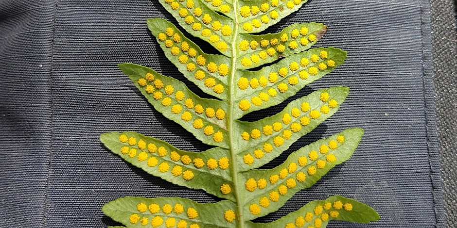 🌿 Learn to grow ferns from spores! Tue 17 Dec, 4–6 PM. Perfect for beginners &amp; plant lovers. 🎟️ Book now - bit.ly/slbi_events