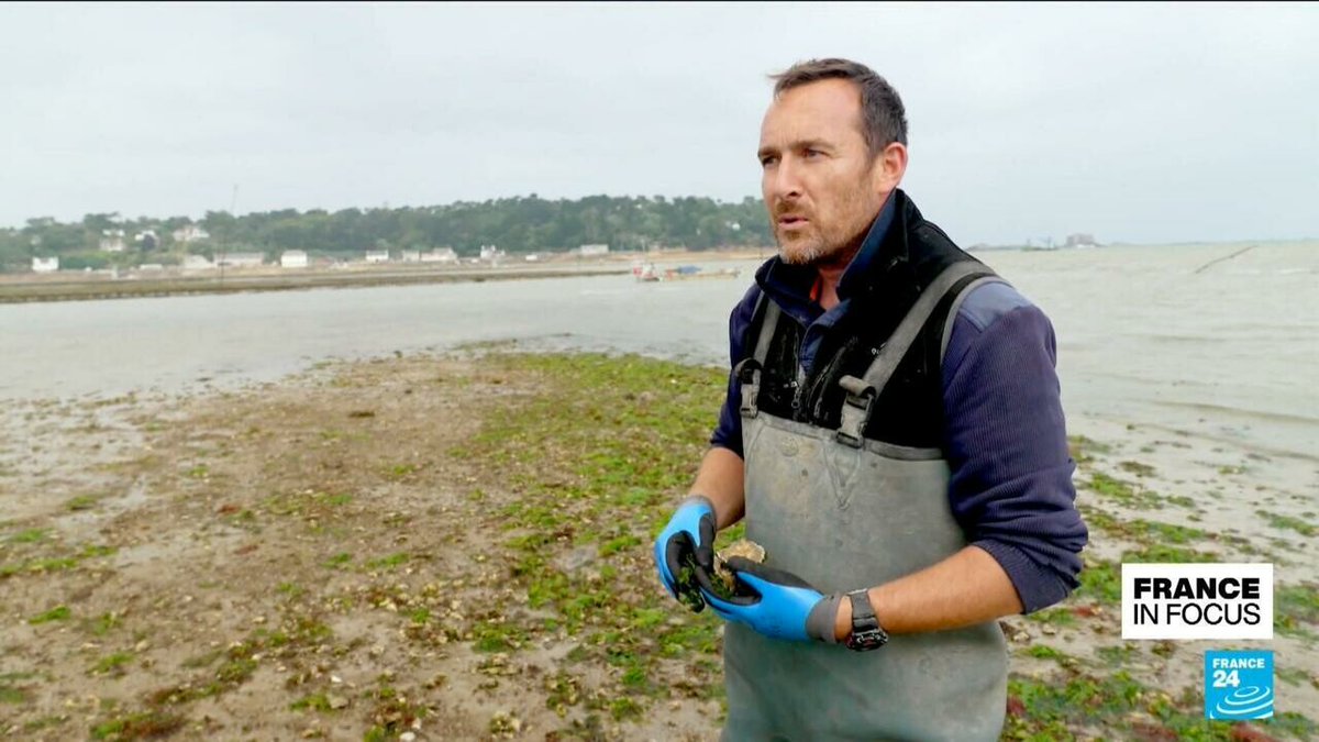 France24_en's tweet photo. France in focus - Oysters in hot water: Pollution and poaching threaten production
➡️ https://t.co/3ApHijuPLD https://t.co/2CJZRSVNKe