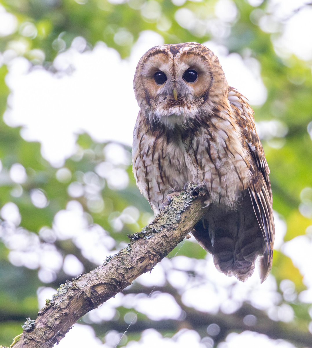 Tawny owl