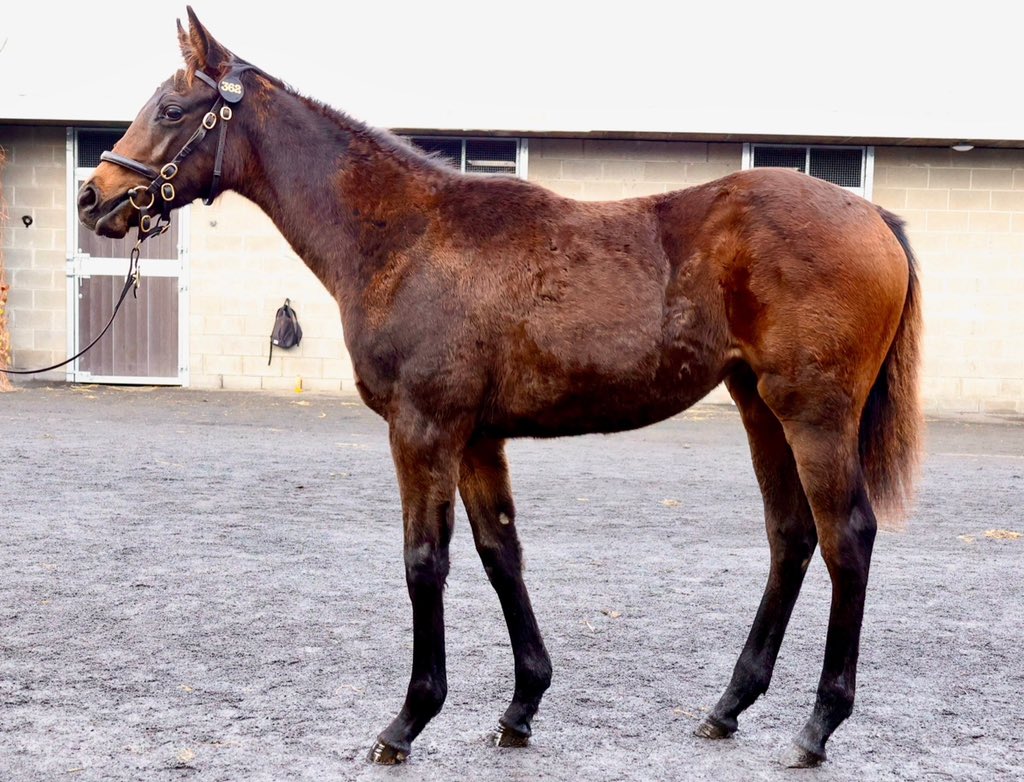 Newtown Stud (@newtownstud) on Twitter photo Lot 96 <a href="/tatts_online/">Tattersalls Online</a> Dukinta is in foal to Kodi Bear - her 2024 filly foal by Kodiac realised €38,000 as a foal & was a very special individual - another great reason to buy this wining daughter of Dubawi Lot 96 <a href="/tatts_online/">Tattersalls Online</a> Dukinta is in foal to Kodi Bear - her 2024 filly foal by Kodiac realised €38,000 as a foal & was a very special individual - another great reason to buy this wining daughter of Dubawi