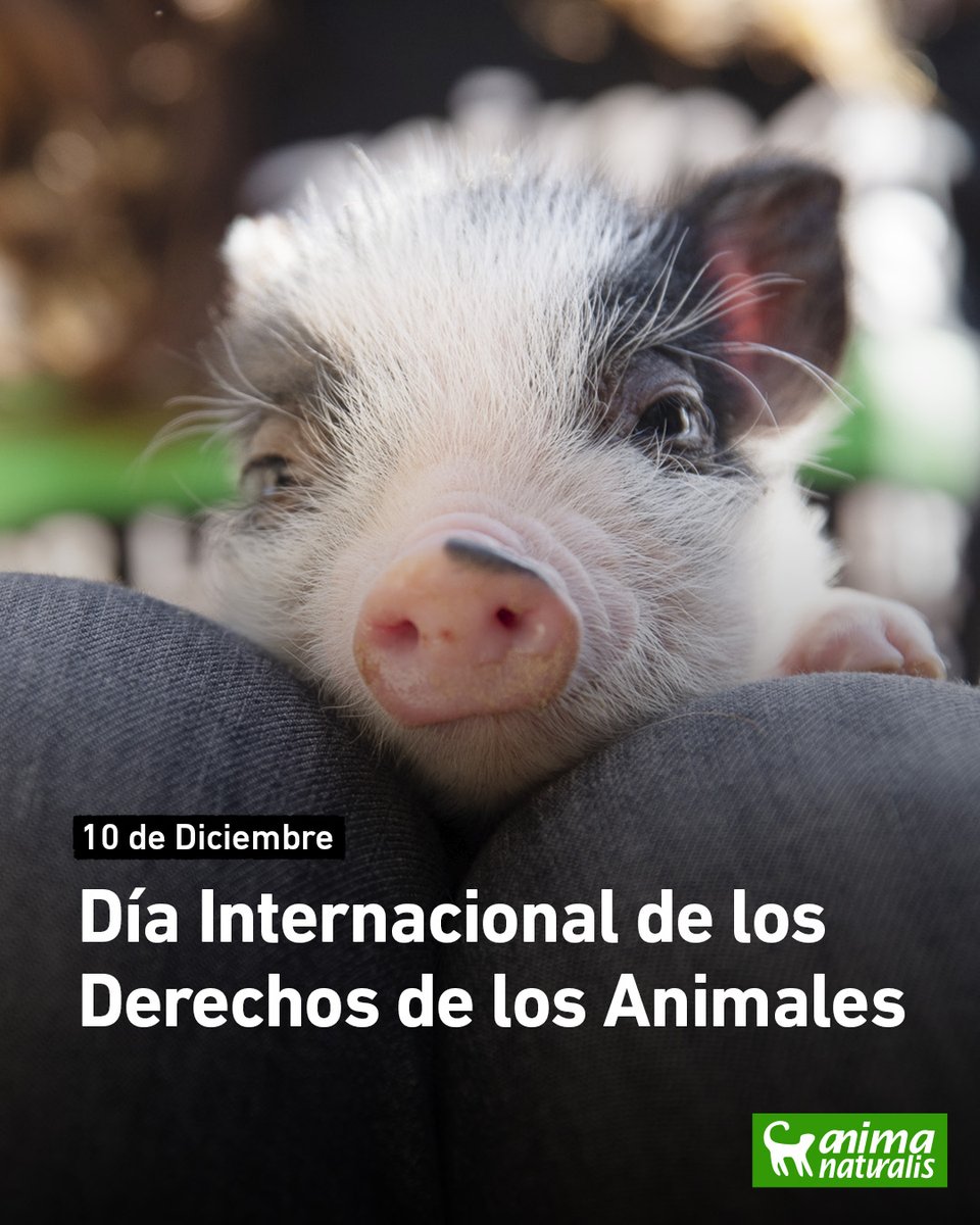 💚 Día Internacional de los Derechos de los Animales

🐮 Derecho a la vida, a la libertad, a no ser sometidos a situaciones que generen dolor y no ser considerados propiedad.

☝️ Estos son derechos básicos que deberían ser respetados para todo ser sintiente.

Seguimos luchando