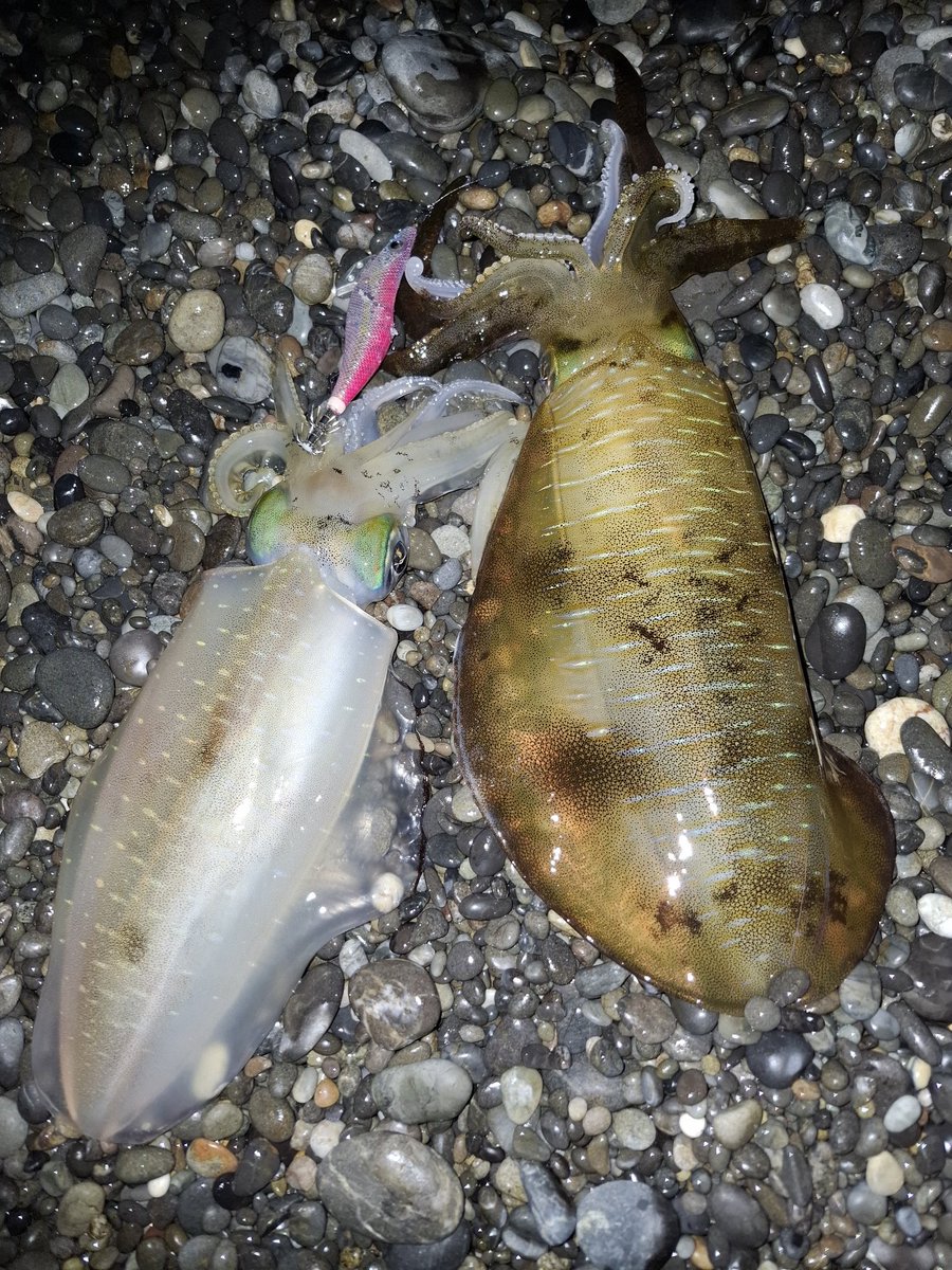 今日も初めて入る浜へ行って見ました！
最近は３杯目がなかなか釣れないです。