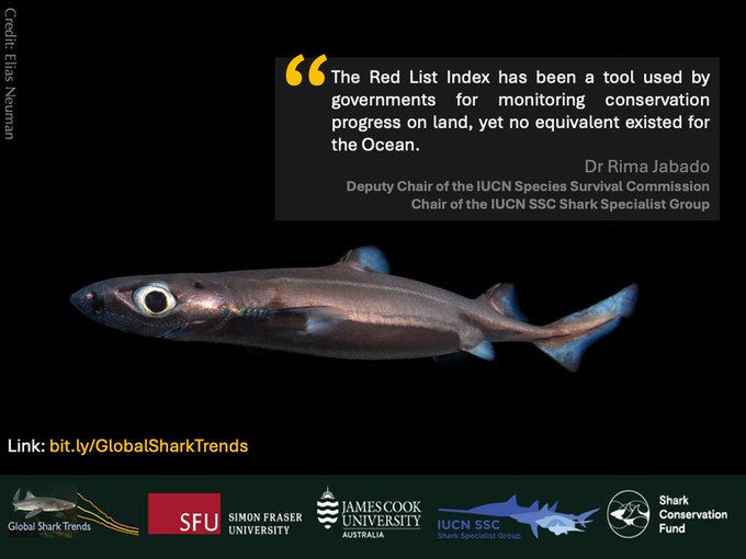 IUCN Red List (@iucnredlist) on Twitter photo New study finds overfishing has halved shark and ray populations since 1970. The analysis published in <a href="/ScienceMagazine/">Science Magazine</a> reveals that overfishing has caused populations of sharks, rays, and chimaeras to decline by more than 50%.
Learn more bit.ly/3Bb9moq
<a href="/IUCNShark/">IUCN SSC Shark Specialist Group</a> New study finds overfishing has halved shark and ray populations since 1970. The analysis published in <a href="/ScienceMagazine/">Science Magazine</a> reveals that overfishing has caused populations of sharks, rays, and chimaeras to decline by more than 50%.
Learn more bit.ly/3Bb9moq
<a href="/IUCNShark/">IUCN SSC Shark Specialist Group</a>