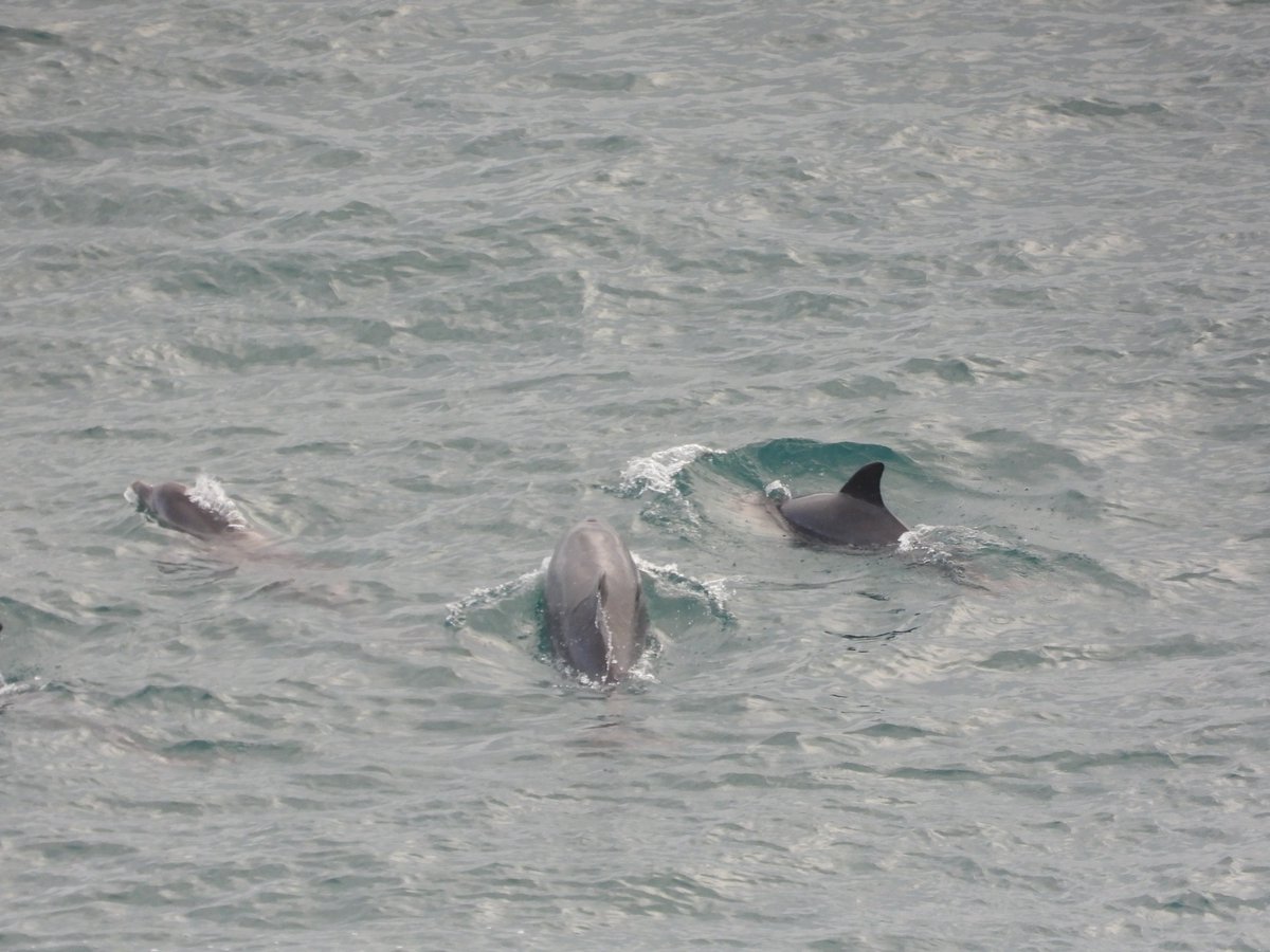 AlderneyWT's tweet photo. Wildlife sightings last week: Bottlenose dolphins, grey seals, peregrine, little egret, shoveler, mallard and little grebe 
Photos by @AlexPurdie6 and Abigail de Castella https://t.co/gJz0IPy7Qz