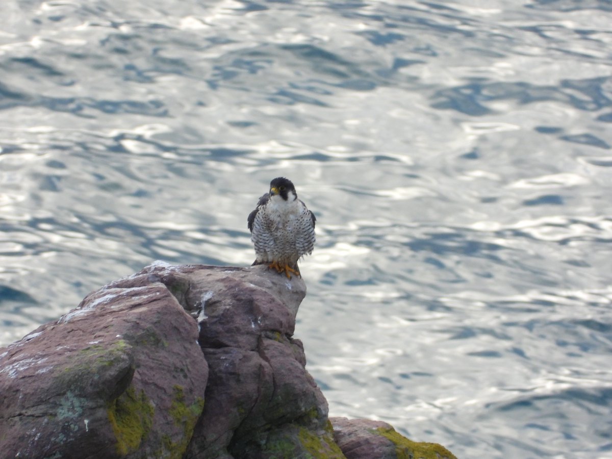 AlderneyWT's tweet photo. Wildlife sightings last week: Bottlenose dolphins, grey seals, peregrine, little egret, shoveler, mallard and little grebe 
Photos by @AlexPurdie6 and Abigail de Castella https://t.co/gJz0IPy7Qz