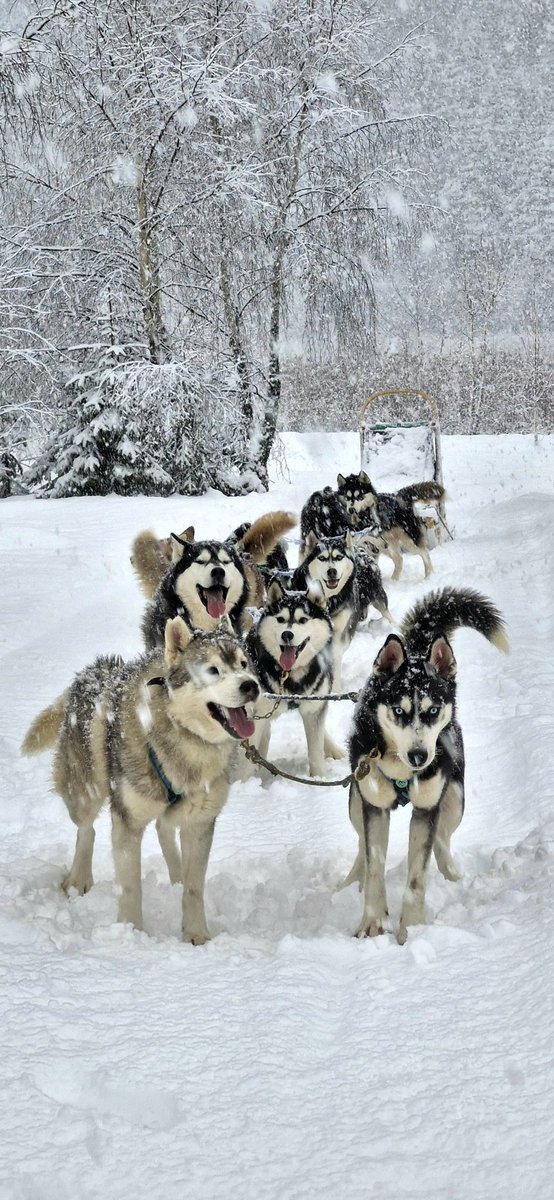 TouringRomania's tweet photo. Husky Sledding in Transylvania, Romania ! 

Come with us on a One Week Private Guided Tour in Transylvania ! 

https://t.co/vogXRGg9Q3

#huskysledding #huskysled #transylvania #romania #travelideas #touringromania #winterholliday #winterdestination https://t.co/r1qYQ5lY3j