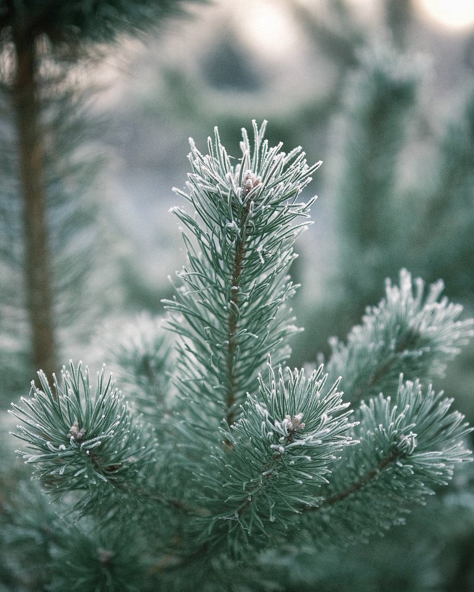 atomicflag's tweet photo. Frosted pine

#photography #winter https://t.co/8z6zbtVGfS