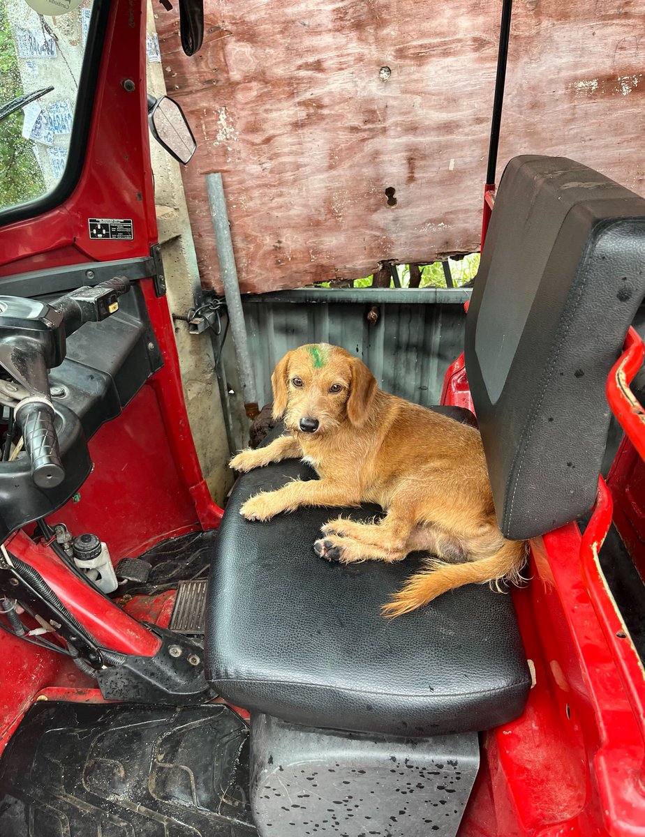 Young Vets Club tweet media