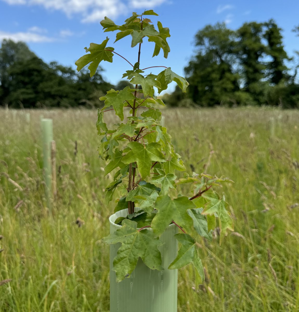 SaxonShipCo's tweet photo. Advent Day 10: Our Saxon Ship Wood saplings can be sponsored as gifts. Each sponsor receives a certificate, limited edition pin badge, website dedication and What3Words location https://t.co/aJFATVezHG #suttonhooship #oaktrees
Tag your own tree #SaxonTreeSearch https://t.co/gEx0y6vCjj