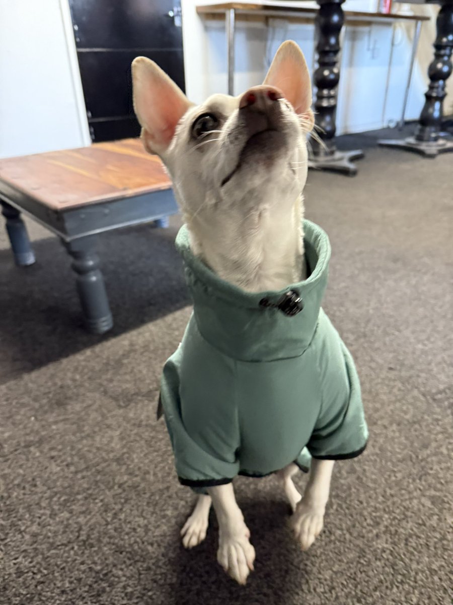 Chris1985_'s tweet photo. @liamgallagher My Dog Roger wants to be in oasis? Is he allowed? https://t.co/oBpOOKtWry