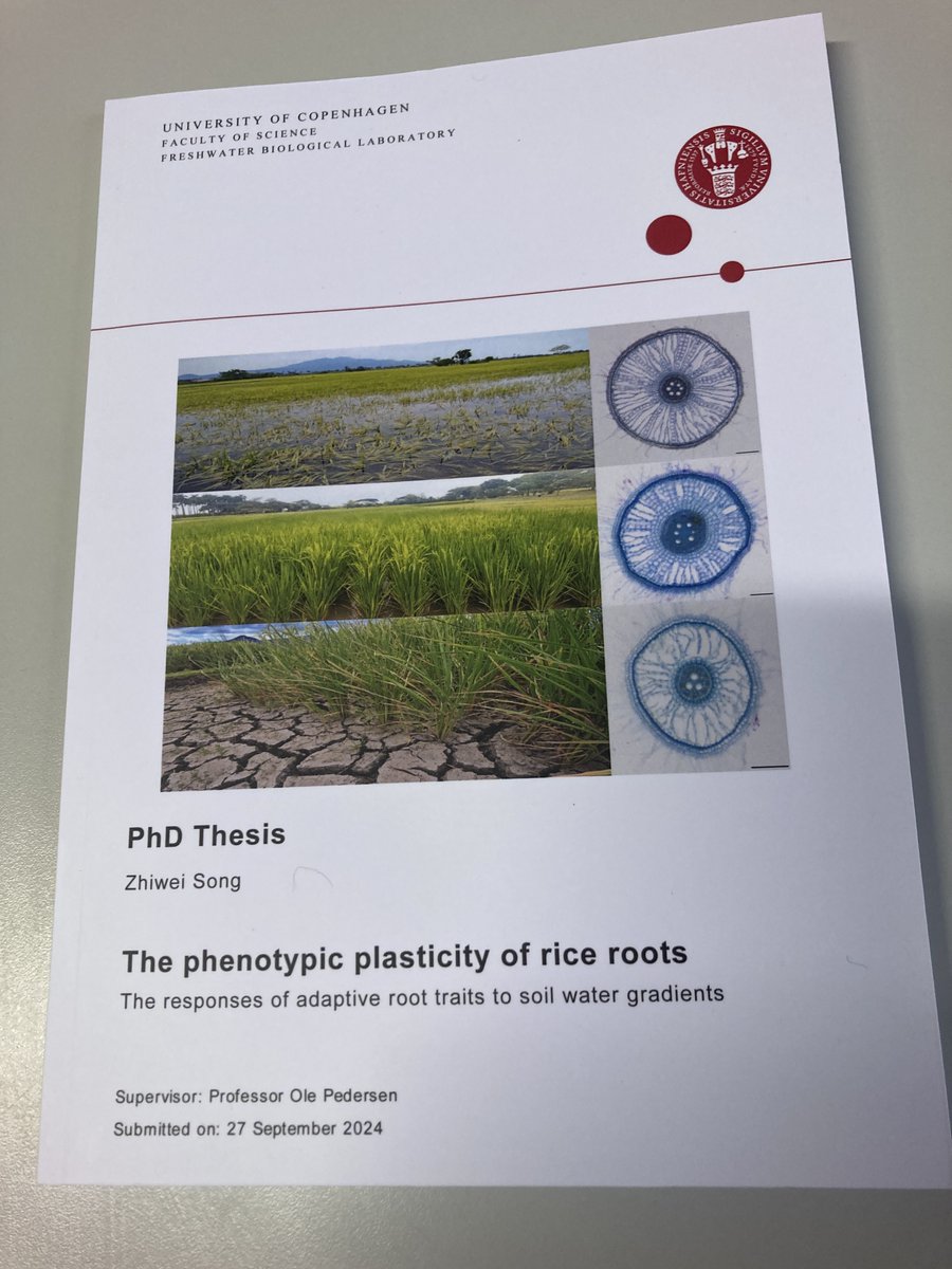 🎉 Huge congrats to Zhiwei Song on successfully defending his PhD: "The Phenotypic Plasticity of Rice Roots!"  
This work brings us closer to rice that survives both flooding &amp; drought—vital for food security in a changing climate. 🌾🌍  
Congratulations to Dr. Song!  👏🎉