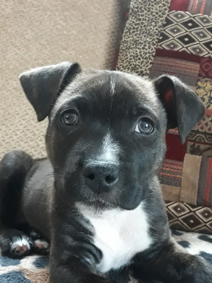 MsJoanneHeywood's tweet photo. My gorgeous, handsome boy is 7 today!
"Happy Birthday, Sidney". 🐾💙

#FourLeggedFriends #PuppyLove #BirthdayBoy https://t.co/6dqiYORjHr