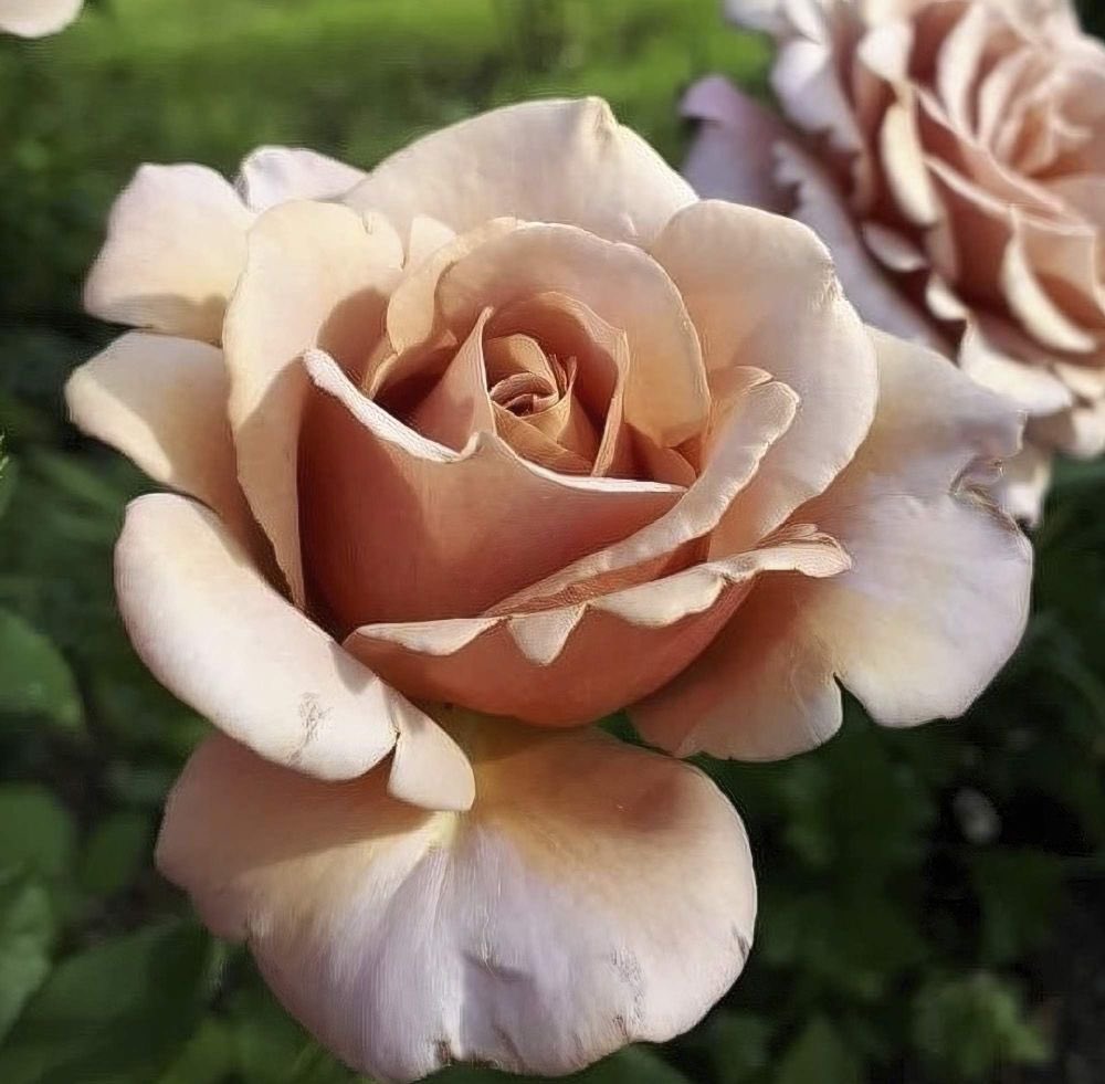 rosesukroses's tweet photo. ‘Pantone Color of the Year 2025. A mellow brown hue, the inherent richness, sensorial, comforting warmth extends to our desire for comfort. Simple pleasures to gift & share with others.’ Paraphrase - Pantone Color Inst.
In that spirit we give you ‘Koko Loko’! #roseadvent #roses https://t.co/7P2a0CPggw