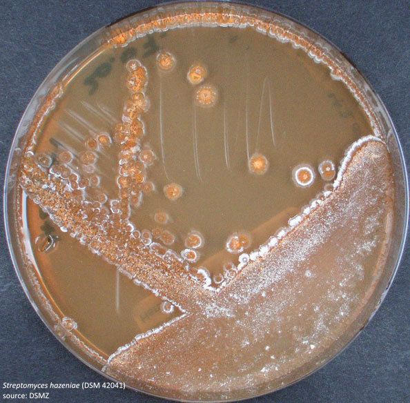 Honouring Elizabeth Lee Hazen for her work in developing Nystatin (the first non-toxic drug to treat human fungal infections), DSMZ researchers named the strain Streptomyces hazeniae (DSM 42041) after her.

#herstory #HonoringWomenInSTEM #WomenInScience #nystatin #microbiology
