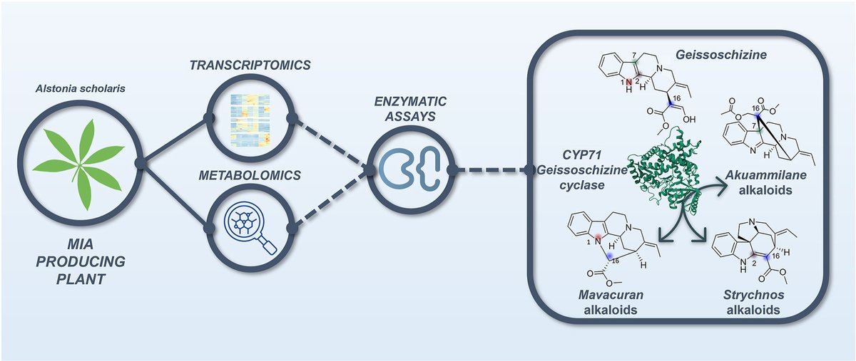 Happy to share our new exciting discovery! Geissoschizine cyclase in Alstonia scholaris revolutionizes the understanding and synthesis of pharmacologically important monoterpenoid indole alkaloids. Learn more: miacyc.univ-tours.fr/geissoschizine…