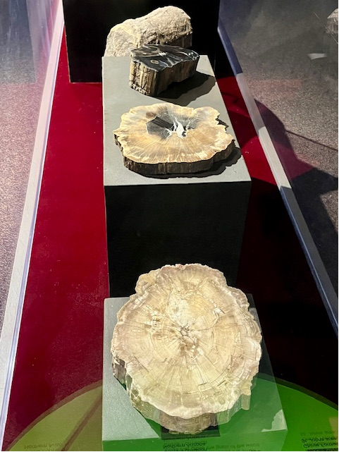 AZMNH's tweet photo. Trees, despite existing for 400 million years, are relatively young in Earth’s history; even sharks are older. The spread of trees established more favorable climates that helped spread other plants, invertebrates, and vertebrates on land. #TreesAreCool
https://t.co/B9L3IOZczV https://t.co/TOPWsiSFZ7