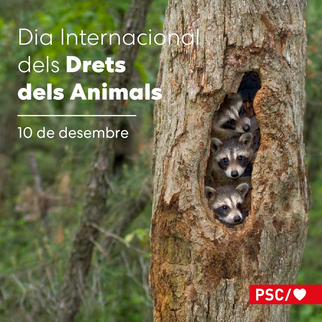 🌍🐾 Avui, Dia Internacional dels Drets dels Animals, reafirmem el nostre compromís amb el benestar animal i el planeta.
Des del PSC defensem un tracte digne per als animals i lleis més justes. Respectar la vida és construir una societat millor.🐕🐈🕊️
#SocialistesAnimalistes
