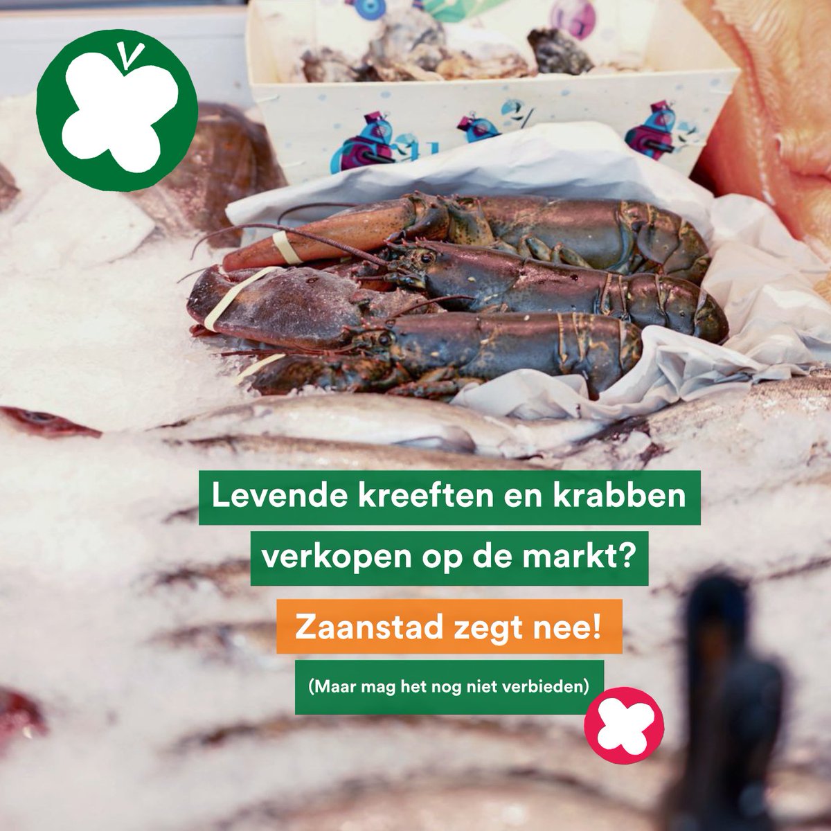 🦞🦀 Jaaa heel graag! 

Zaanstad wacht met smart op de mogelijkheid om  lokaal de verkoop van levende krabben en kreeften te verbieden. 

Een landelijk verbod is natuurlijk nog veel beter! 

👉🏾 bit.ly/levendekreeften
