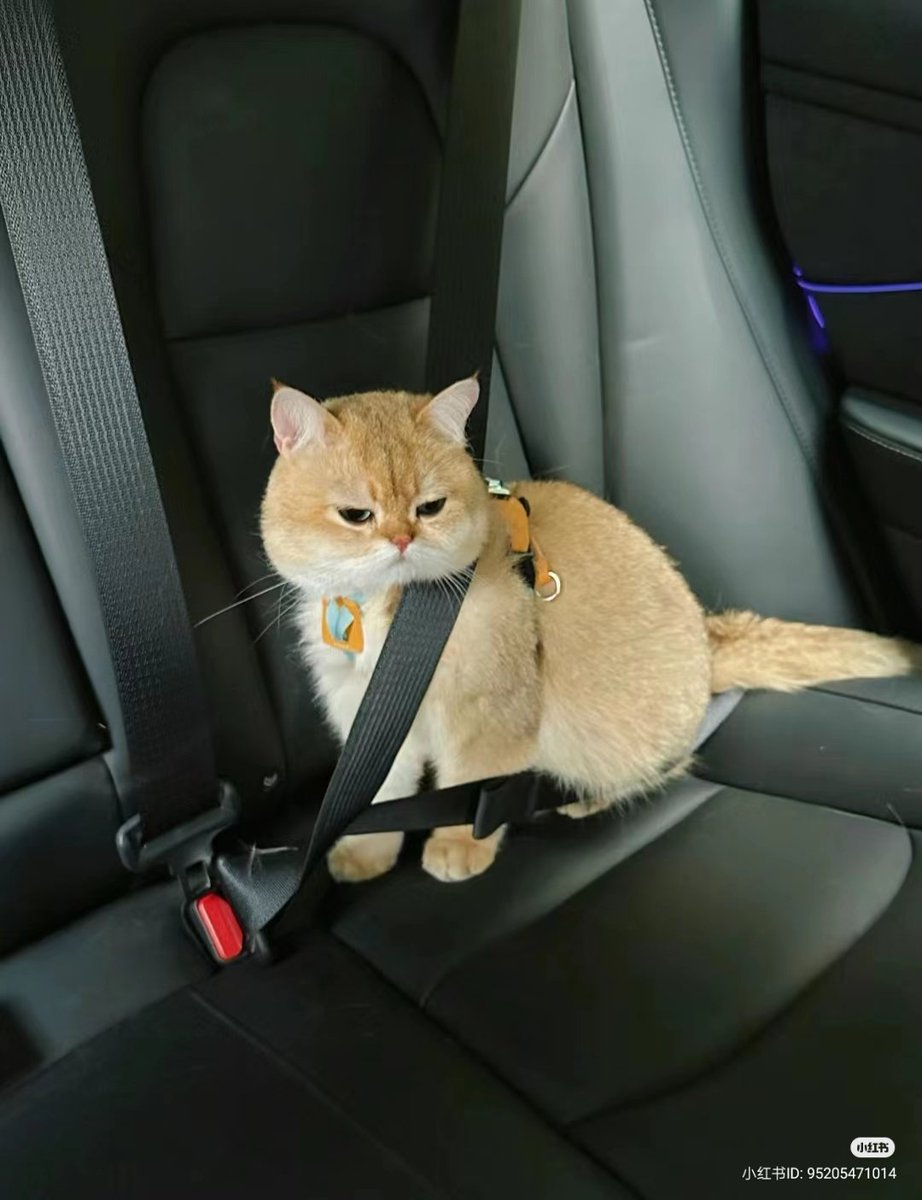 nocontextscats's tweet photo. Maximum security https://t.co/aWGXyaoOz7