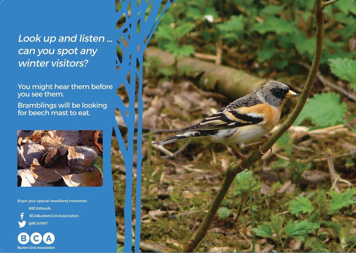 It's Woodland Wednesday!
We've changed our information panels in our woodlands to our winter boards! Look out for them when you're exploring our woodlands this winter.
#WoodlandWednesday #BCAWoods #Buxton #Derbyshire #Woodlands #PeakDistrict #Conservation #winterwoodland