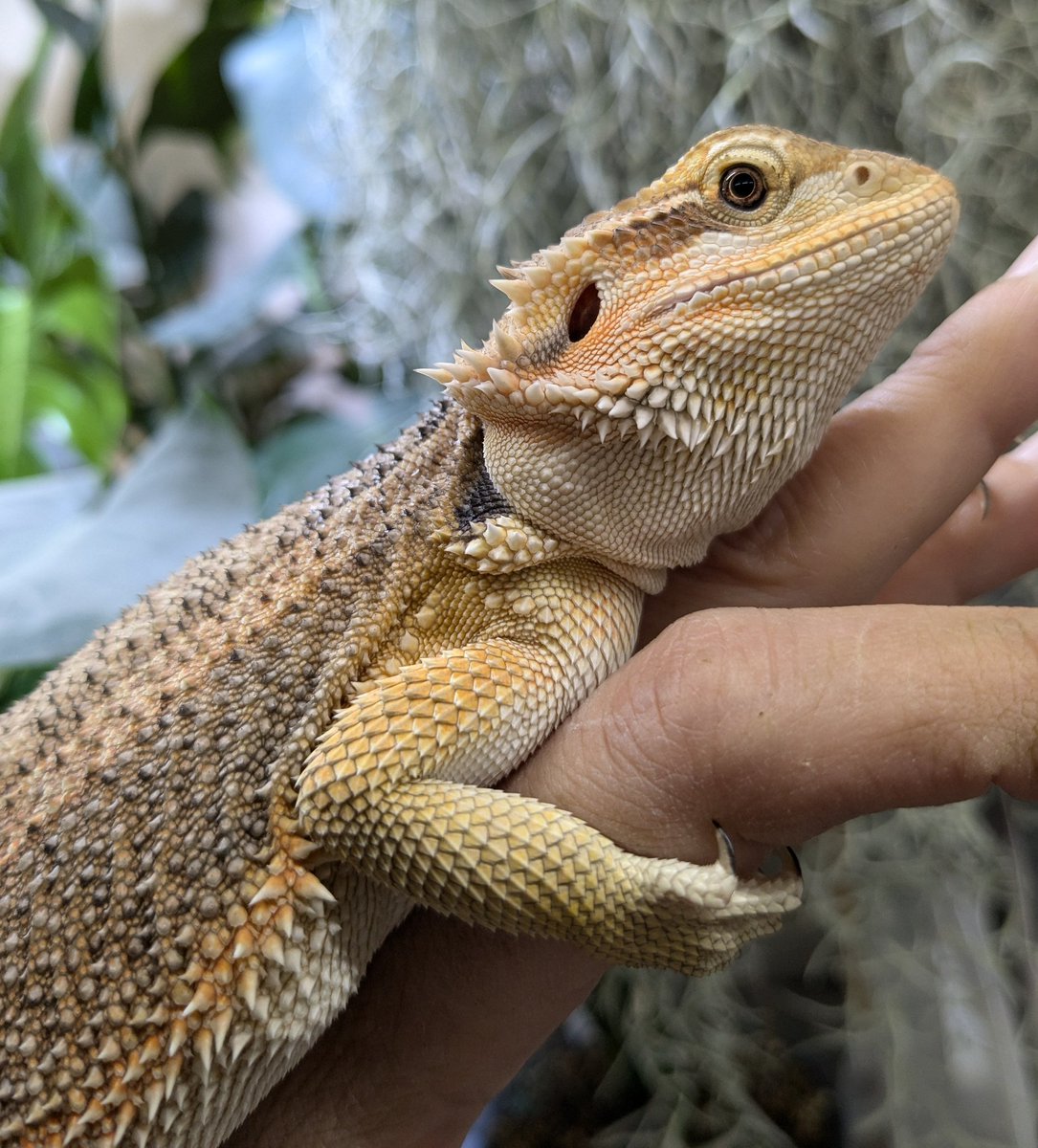 animalplacemana's tweet photo. 週末は #DRAGONFEST 🥰
#DRAGONFEST
#DF
#フトアゴ
#フトアゴヒゲトカゲ https://t.co/OaRfbkMT0C
