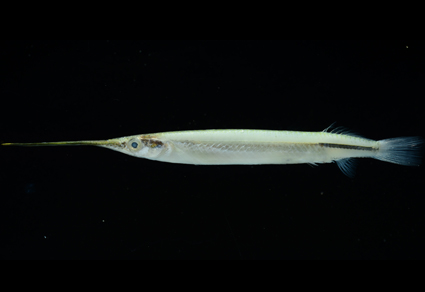Zootaxa's tweet photo. Zenarchopterus takaoensis (#Perciformes: Zenarchoperidae), a new estuary garfish from southwestern #Taiwan
https://t.co/XLWjAmIOII
#Taxonomy https://t.co/7f7baO8b7d