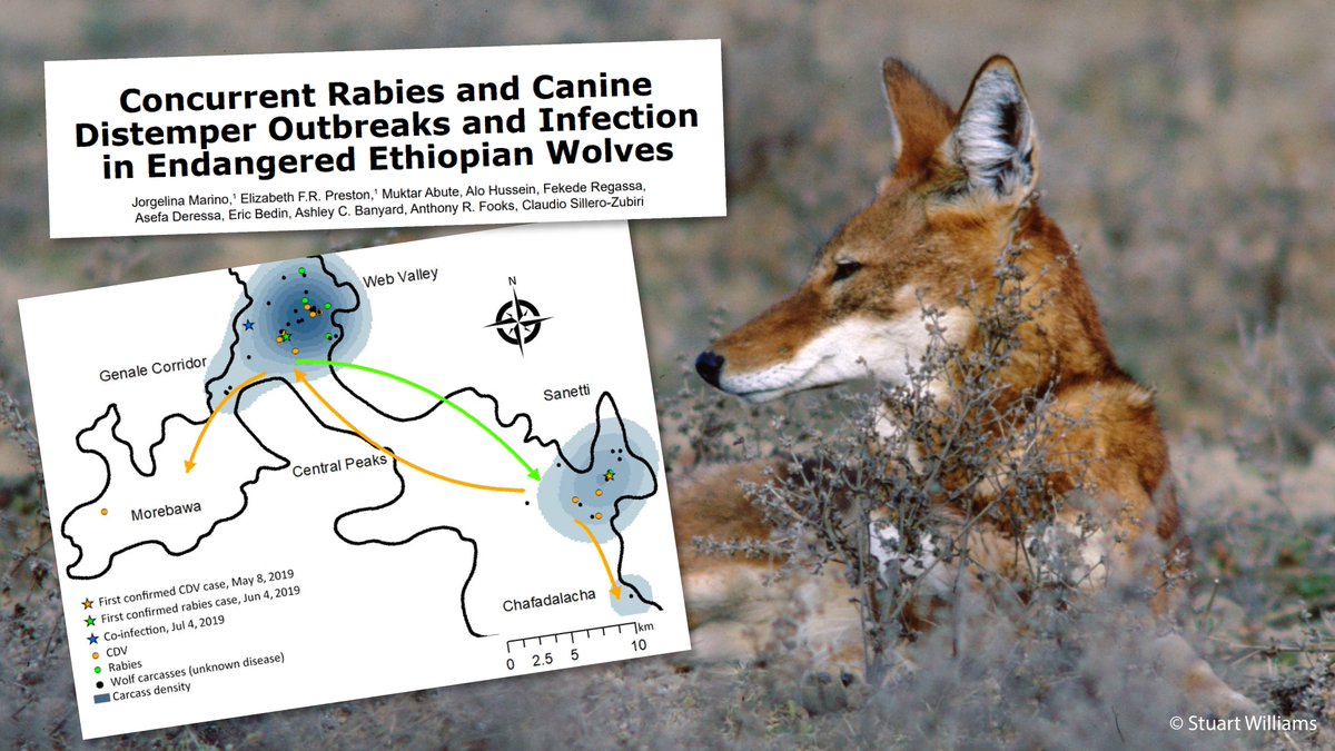 New #EWCP paper highlights concurrent outbreaks of rabies and canine distemper in Ethiopian wolves, with devastating outcomes of the dual disease threat to vulnerable populations. Surveillance and monitoring are vital for early detection and intervention.

bit.ly/49Cun8g