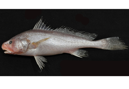 Zootaxa's tweet photo. Taxonomic review of the genus Johnius (#Perciformes: Sciaenidae) from East Malaysian waters, with comments on newly recorded Johnius species
https://t.co/CFLCqRxSvc
#Taxonomy https://t.co/iZ53pG7FhC
