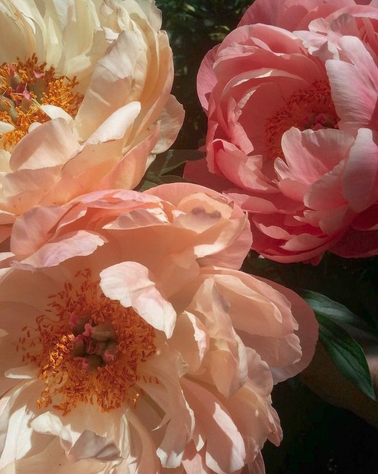 besourori's tweet photo. peonias . . . 💭💗 https://t.co/NG4YgU3kRG