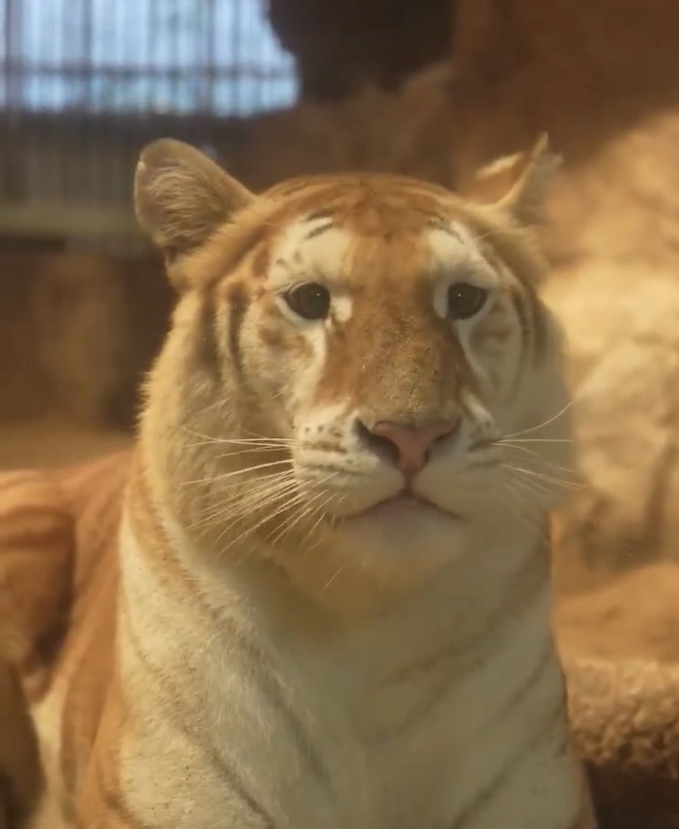 Avathetigermeme's tweet photo. $ava is not amused by the current marker but the amount of holders is staying strong and the community is definitely going. Patience is key!!

@avathecutetiger @AvatigerSOL  @Cobratate #goldentiger #viraltiger #ava #Bitcoin #memecoin #pumpincoming https://t.co/g6reYIIIen